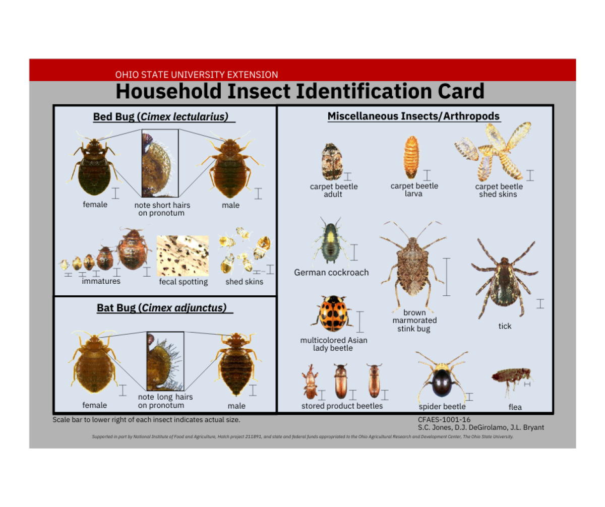Household Insect Identification Card
